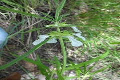 Leucas lavandulifolia